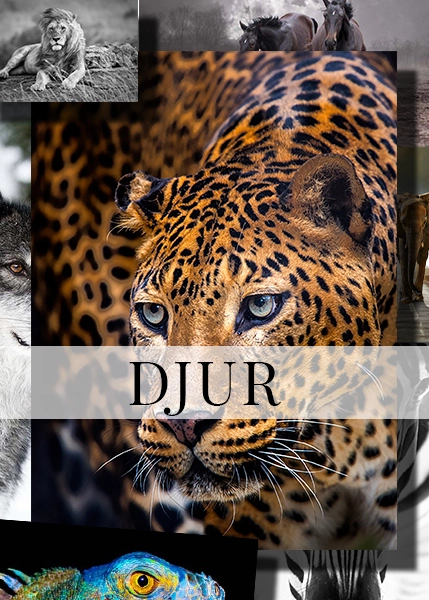 DJUR RUTA vit banner