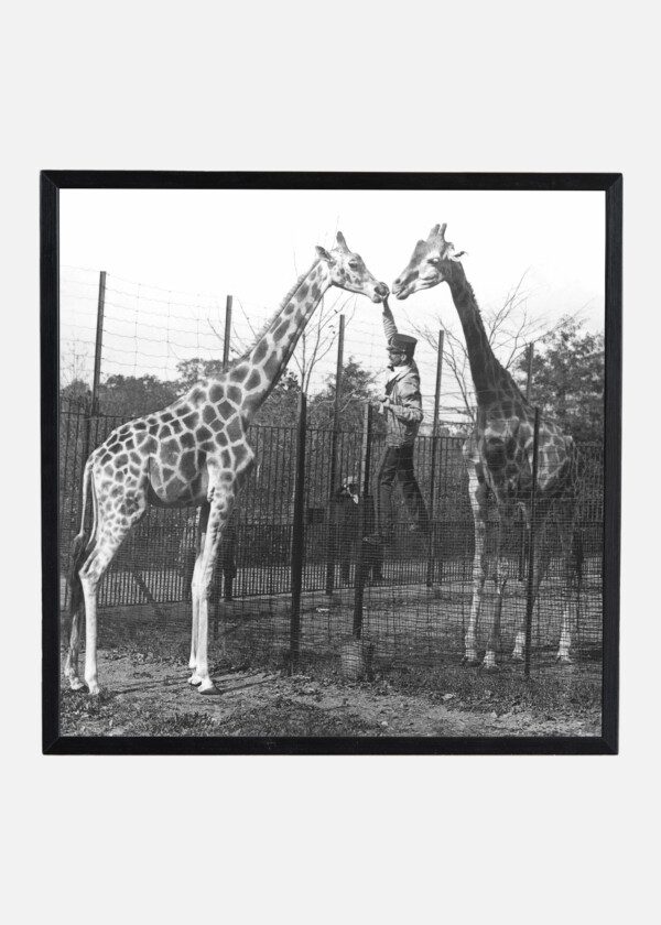 GIRAFFES, BRONX PARK, NEW YORK