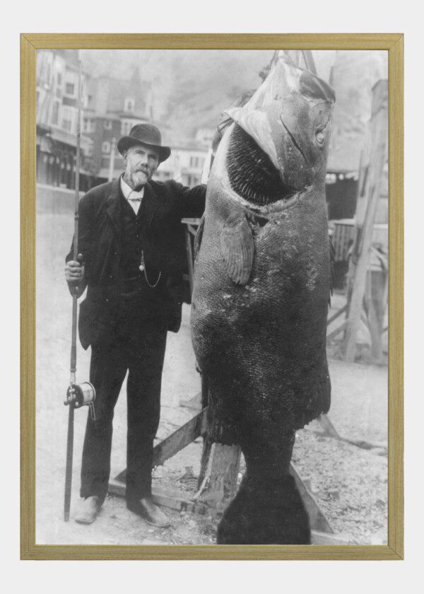 GIGANTIC BLACK SEABASS