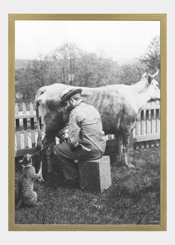 THE CAT GETS MILK
