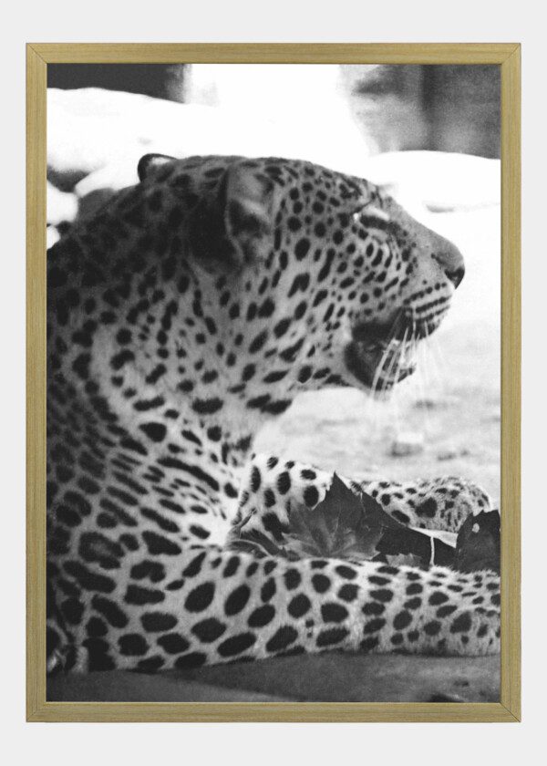 LEOPARD