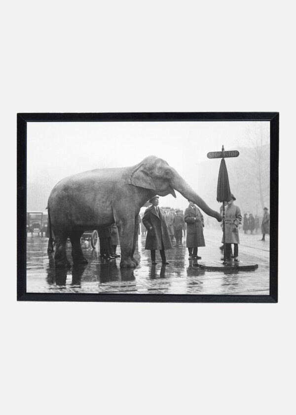 ELEPHANT & STOP SIGN