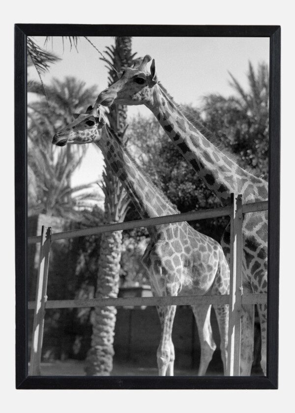 GIRAFFES