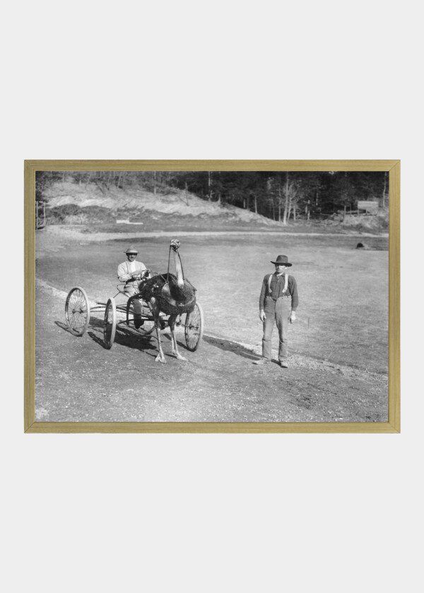 AN OSTRICH AS A TROTTING HORSE, 1920