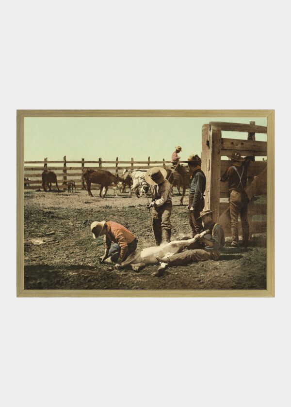 WESTERN. LABELING OF CALVES