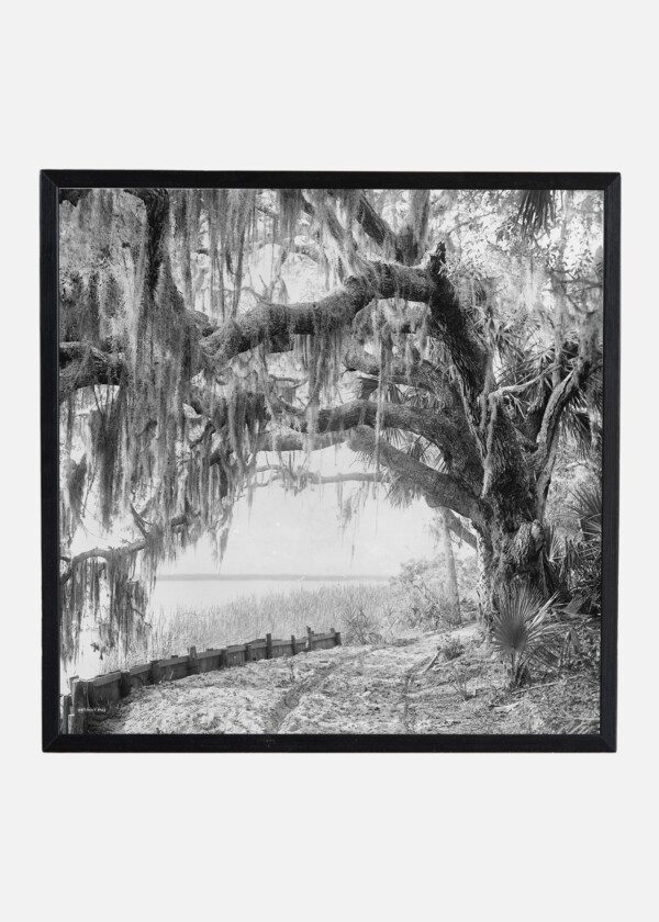 ROYAL ARCH. OAK FLA