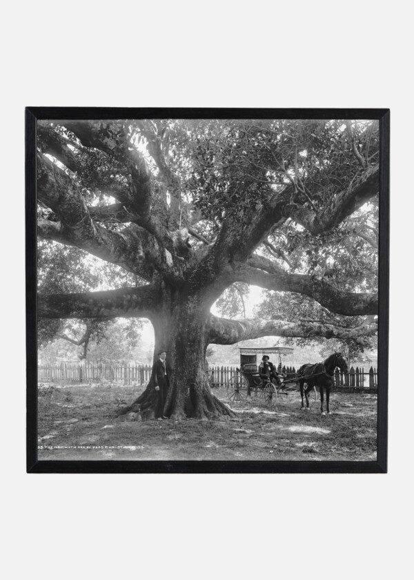 THE MAMMOTH OAK. AT PASS CHRISTIAN. MISS.