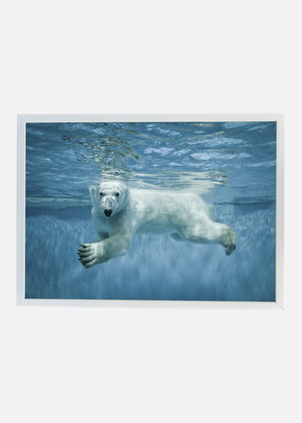 POLAR BEAR SWIMMING