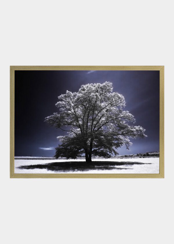 TREE WITH FROST