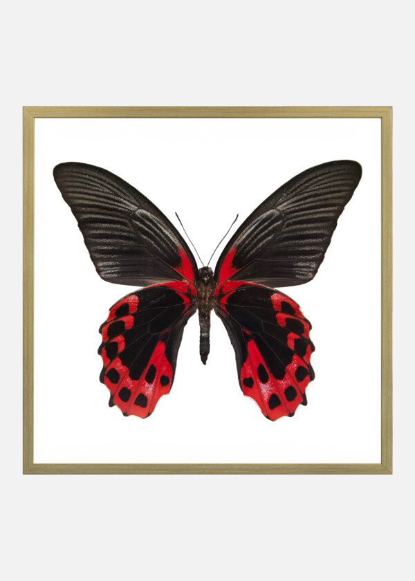 RED BUTTERFLY
