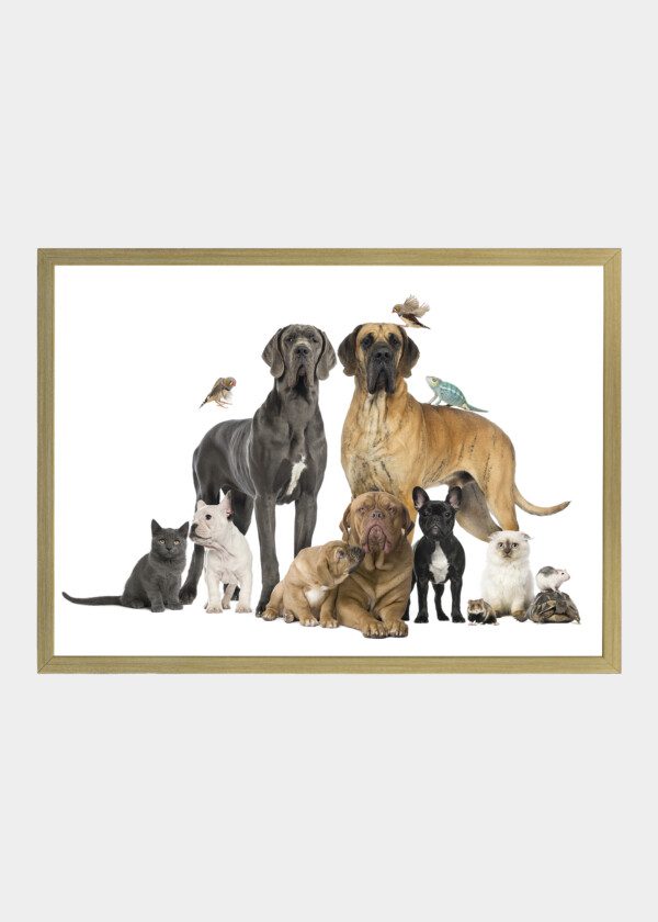 DOGS, CATS AND OTHER ANIMALS