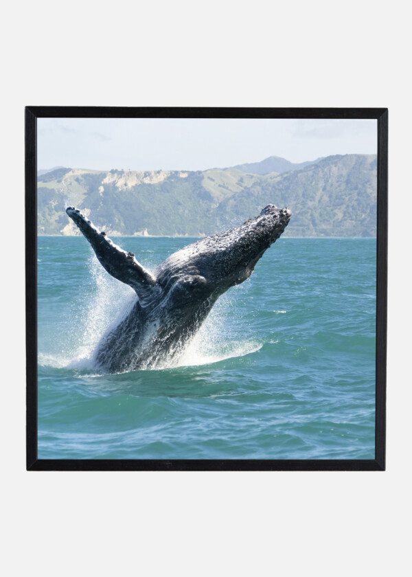 HUMPBACK WHALE