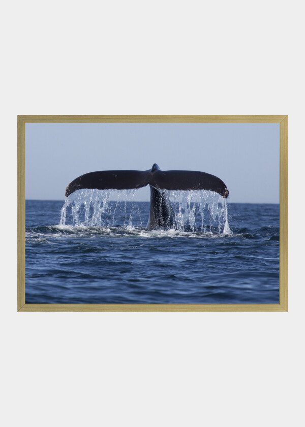 THE TAIL OF A WHALE