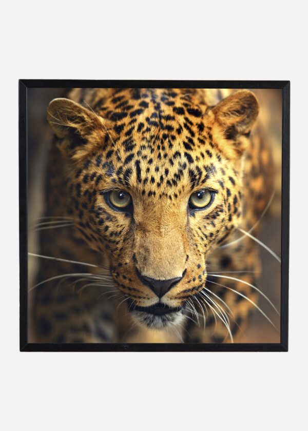 LEOPARD