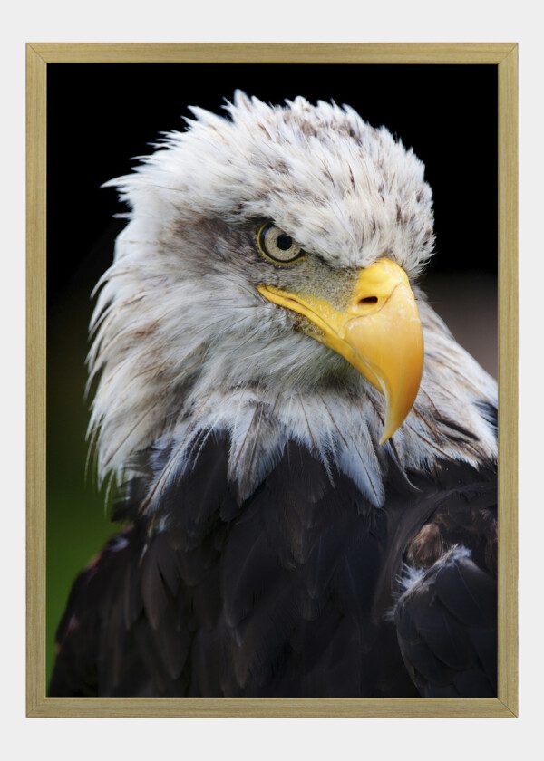 EAGLE