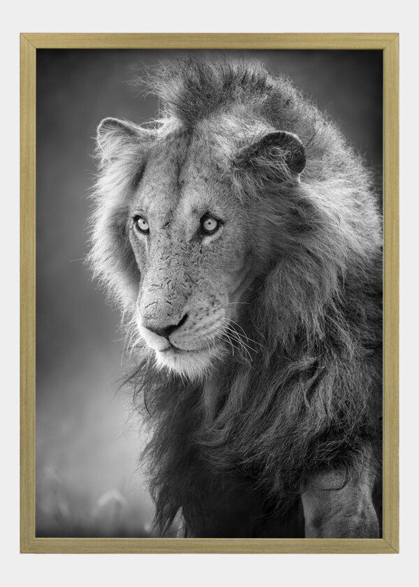 FEMALE LION