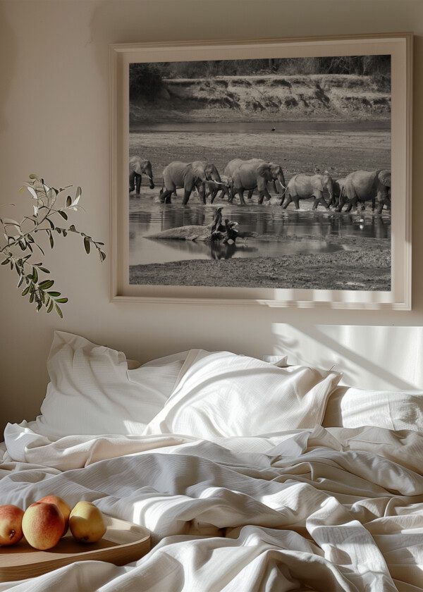 HERD OF ELEPHANTS CROSSING RIVER