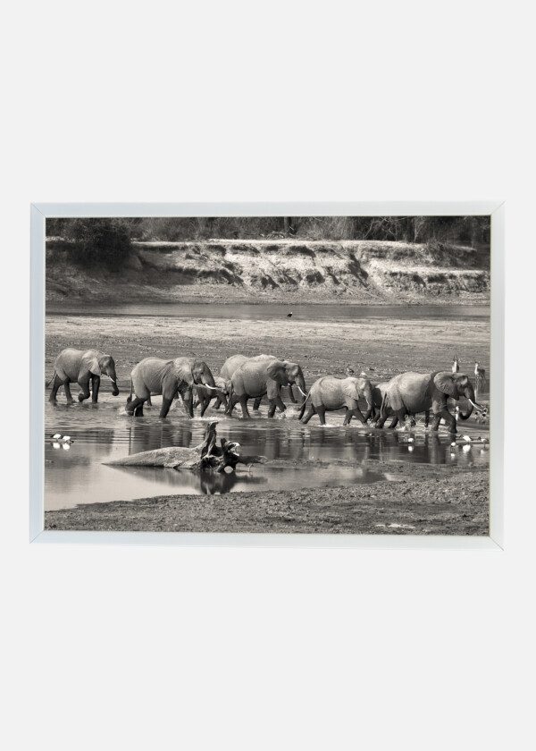 HERD OF ELEPHANTS CROSSING RIVER