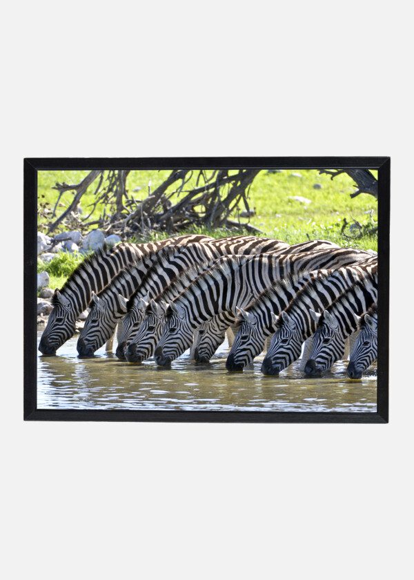 ZEBRAS DRINK WATER