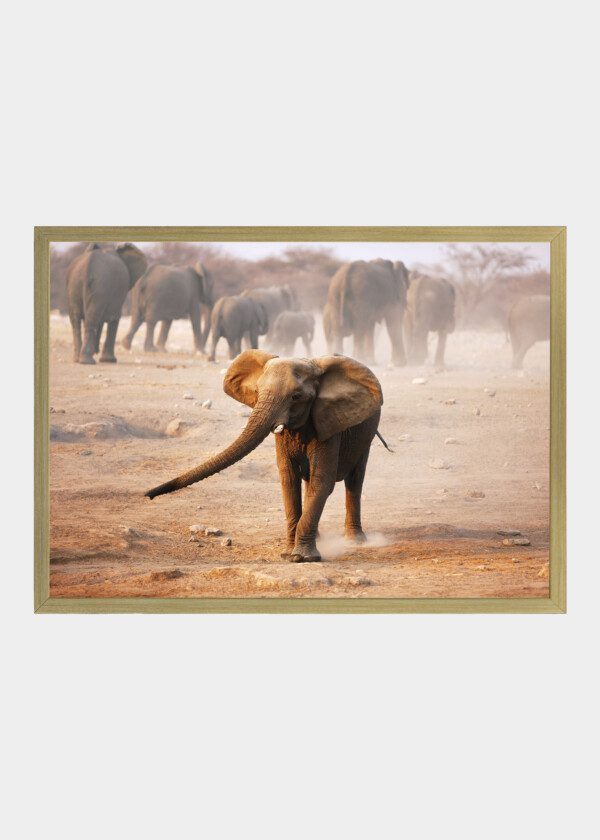ELEPHANT YOUNG