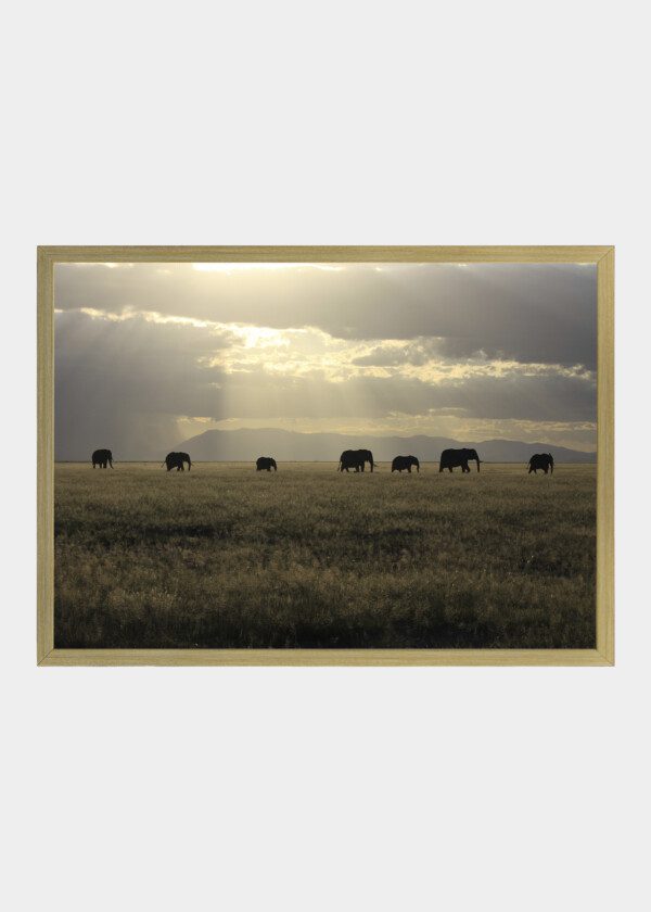 ELEPHANTS ON THE HIKE