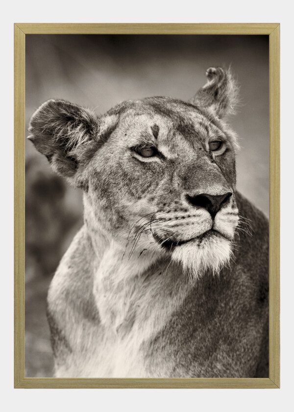 FEMALE LION