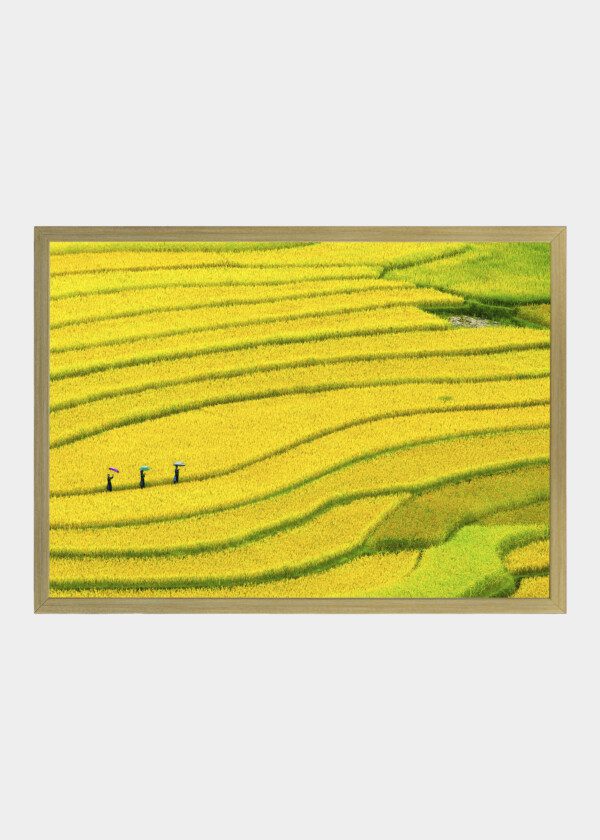 PADDY FIELD