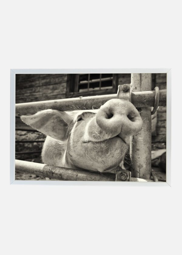 PIG IN CLOSE-UP