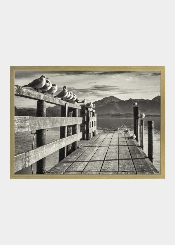 SEAGULLS ON JETTY