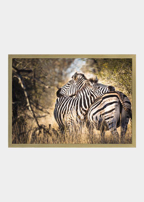 ZEBRAS
