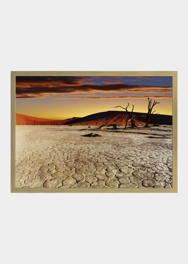 TREES IN SUNSET