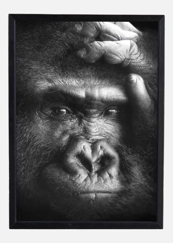 GORILLA