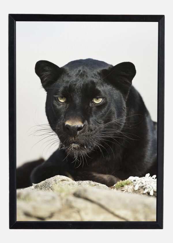 PANTHER