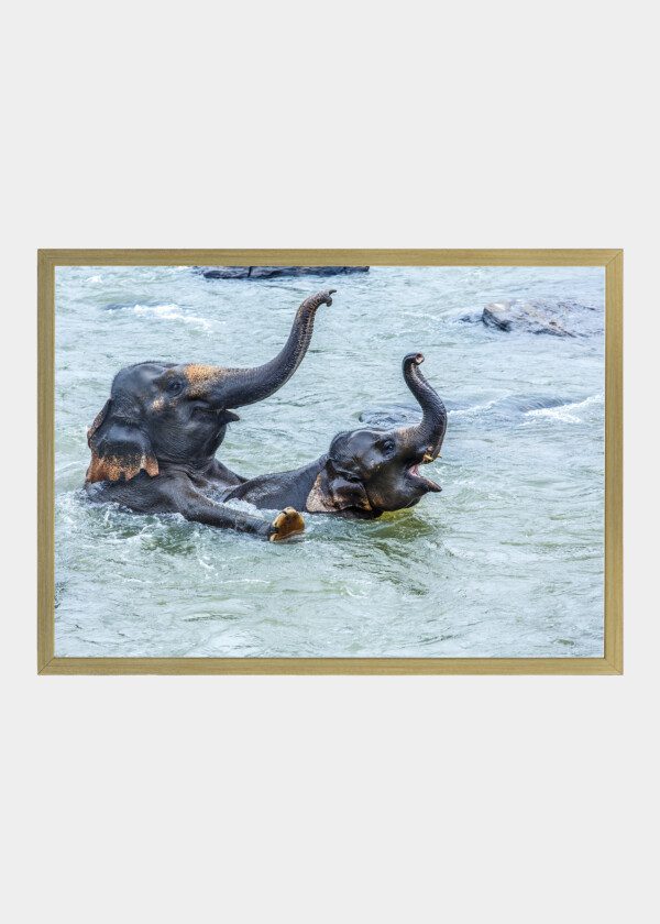 ELEPHANTS