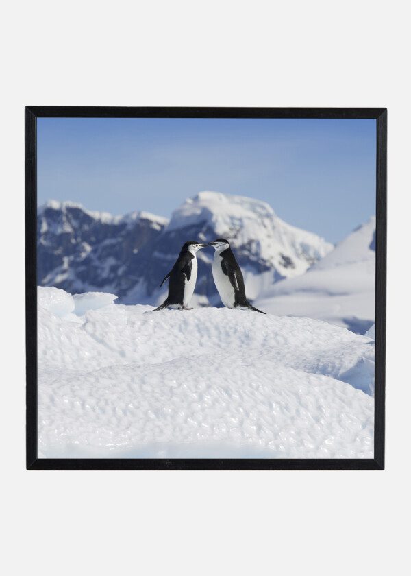 KING PENGUINS