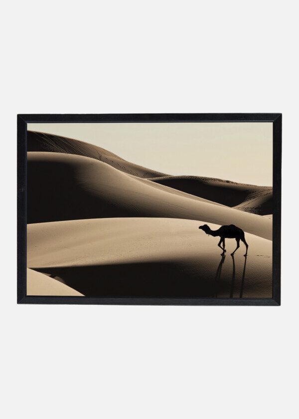 DROMEDARIES IN THE DESERT