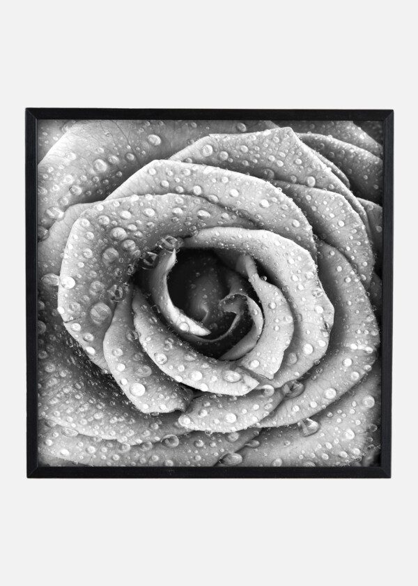 CLOSED PICTURE ON BLACK WHITE ROSE