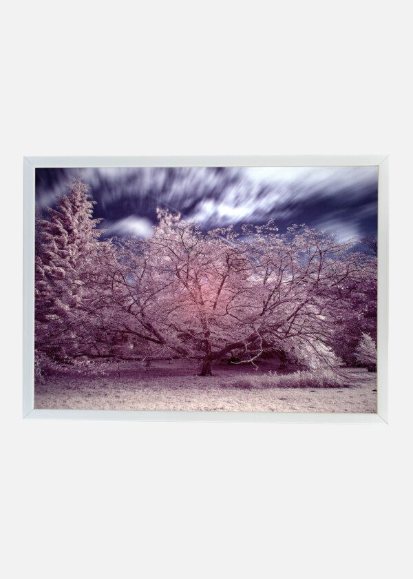 PINK TREE