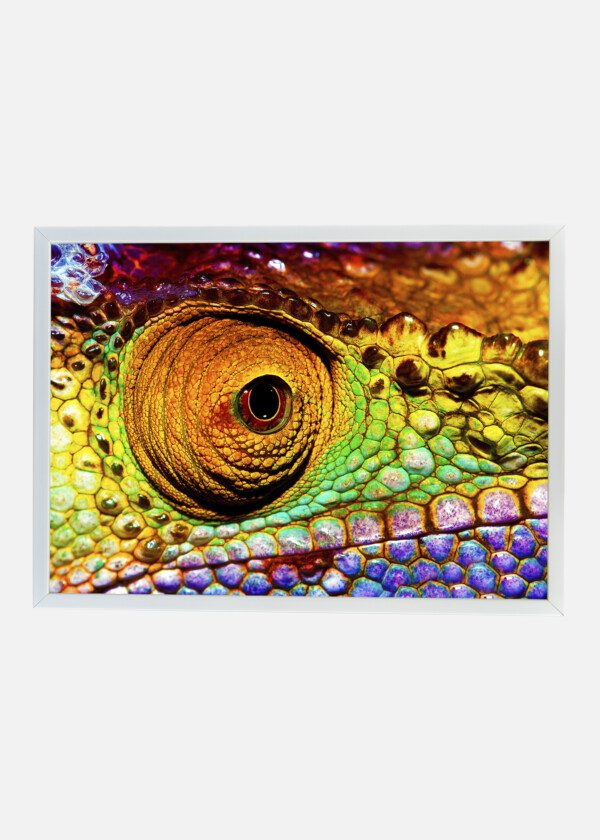LIZARD EYE