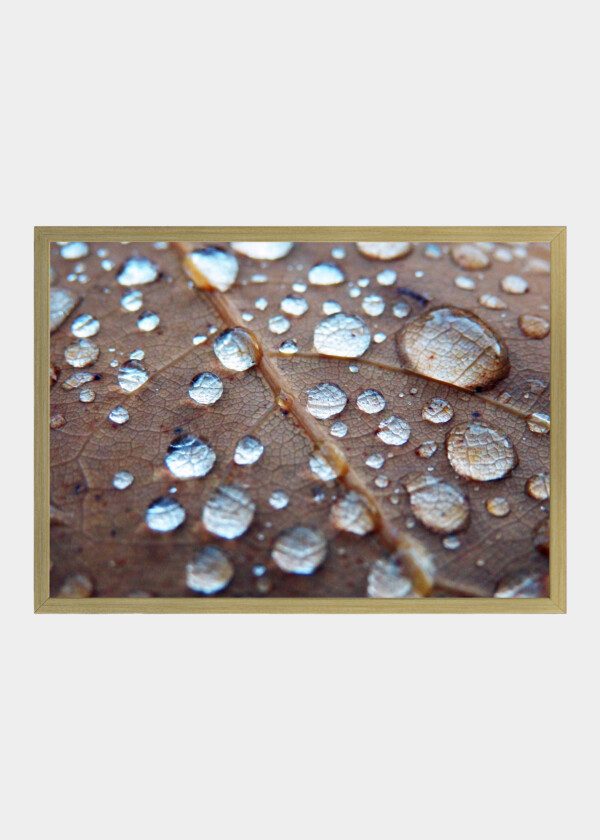 DROPS ON LEAVES