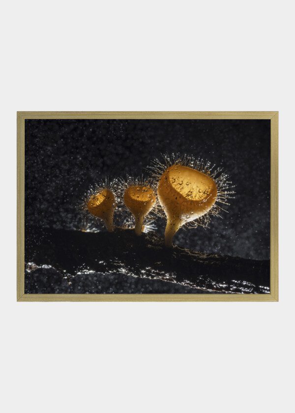 COOKEINA TRICHOLOMA - SMALL MUSHROOM IN THE FOREST