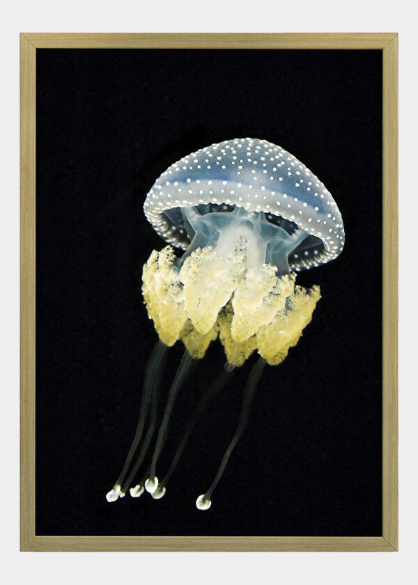 JELLYFISH
