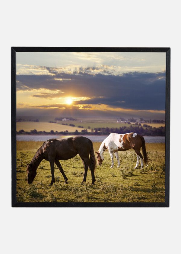 GRAZING HORSES