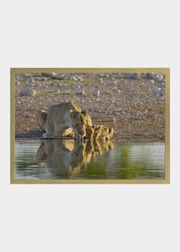 LIONESS WITH KIDS