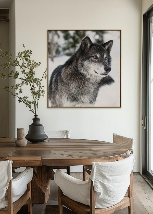 WOLF IN SNOW LANDSCAPE