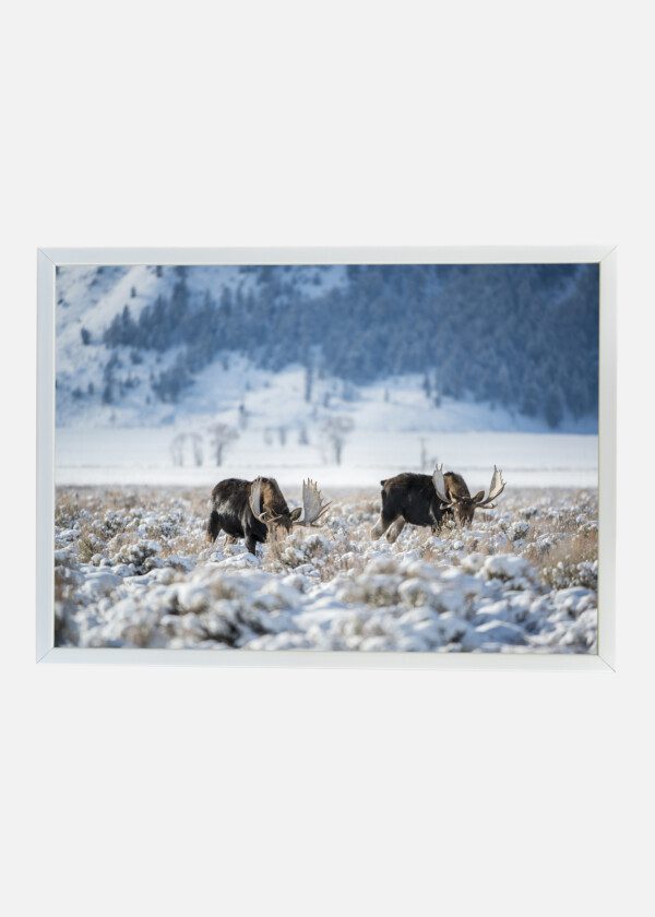 MOOSE