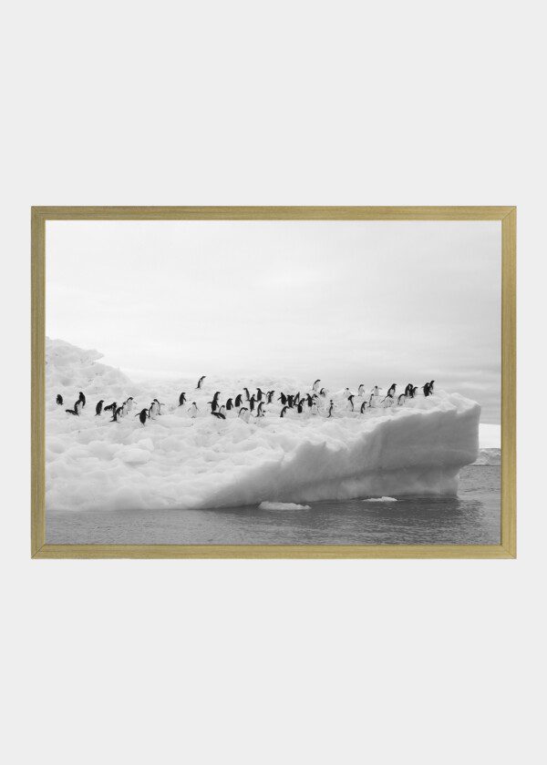 PENGUINS ON THE ICEBERG