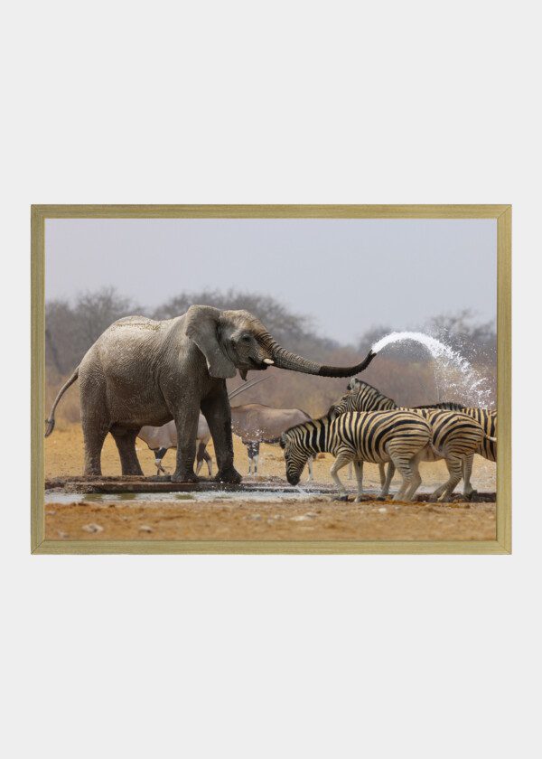 ELEPHANT AND ZEBRAS