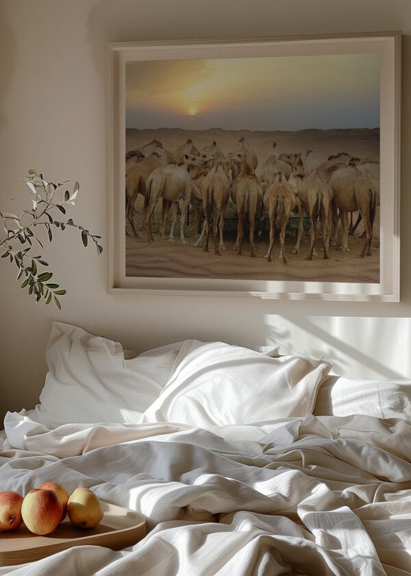 DROMEDARIES