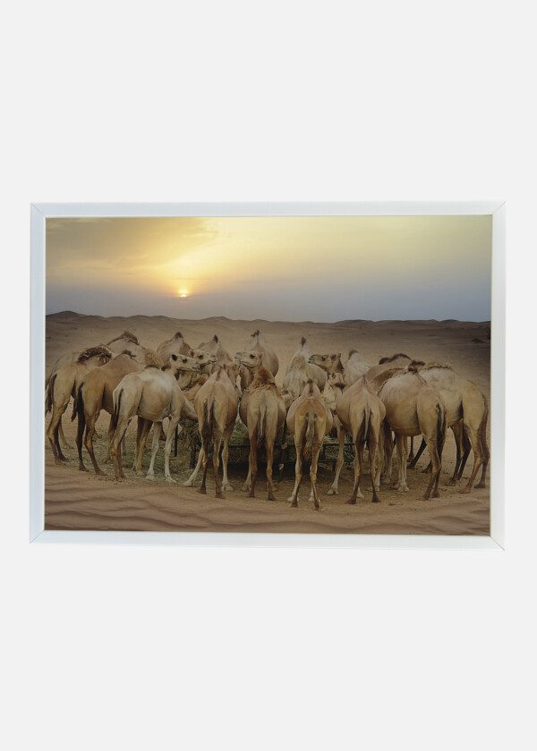DROMEDARIES